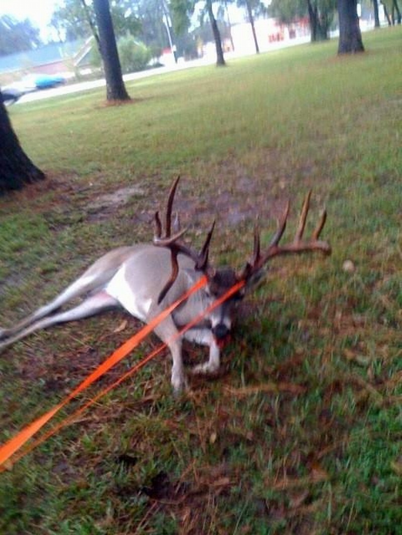 Monster Buck Pictures