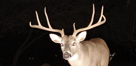 Comment on Texas’ proposed hunting regulations