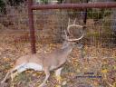 A white-tailed deer hung in a fence