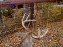 A white-tailed deer hung in a fence
