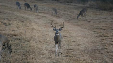 Large scale deer management is achieved through hunting regulations