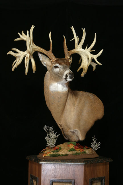whitetail record missouri buck typical non monarch deer mo buckmanager county