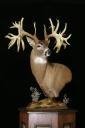 Missouri Monarch: The World Record Non-Typical Whitetail Buck