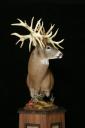 Missouri Monarch: The World Record Non-Typical Whitetail Buck