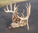 Big Illinois buck found dead near Petersburg