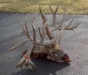 Big Illinois buck found dead near Petersburg