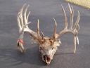Big Illinois buck found dead near Petersburg