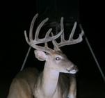 Bucks like foods high-protein cottonseed