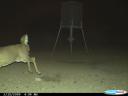 This photo caught a mountain lion near a feeder after killing a whitetail buck