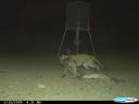 This photo caught a mountain lion near a feeder after killing a whitetail buck