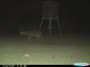 This photo caught a mountain lion near a feeder after killing a whitetail buck