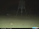 This photo caught a mountain lion near a feeder after killing a whitetail buck