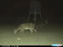 This photo caught a mountain lion near a feeder after killing a whitetail buck