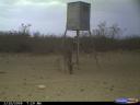 This photo caught a mountain lion near a feeder after killing a whitetail buck