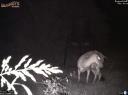 Whitetail doe gives birth to a fawn