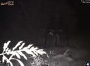 Whitetail doe gives birth to a fawn