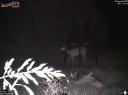 Whitetail doe gives birth to a fawn