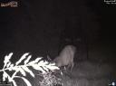 Whitetail doe gives birth to a fawn