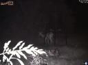 Whitetail doe gives birth to a fawn