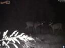 Whitetail doe gives birth to a fawn