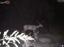 Whitetail doe gives birth to a fawn