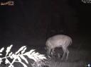 Whitetail doe gives birth to a fawn
