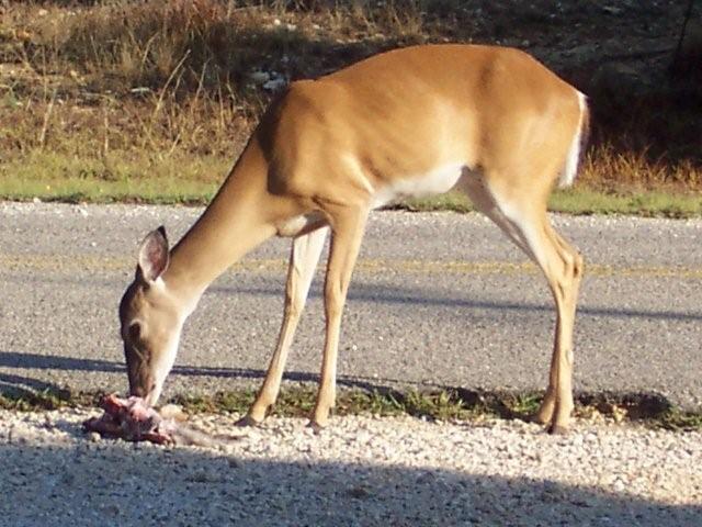 Whitetail doe eating a 2011