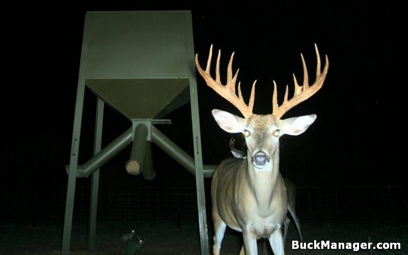 Buck at supplemental feed feeder - Image cited from BuckManager.com