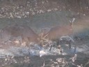 Deer Management Nightmare: Two Big Bucks Lock Antlers! Deer Management Nightmare: Two Big Bucks Lock Antlers!