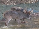 Deer Management Nightmare: Two Big Bucks Lock Antlers! Deer Management Nightmare: Two Big Bucks Lock Antlers!