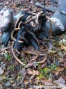 Three Bucks Found Locked Up in Ohio Three Bucks Found Locked Up in Ohio