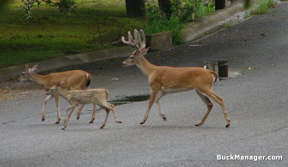 Suburban Deer Management: Contraception and Birth Control Do Not Work