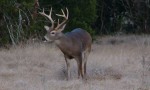 Texas Deer Breeder Program Parks And Wildlife