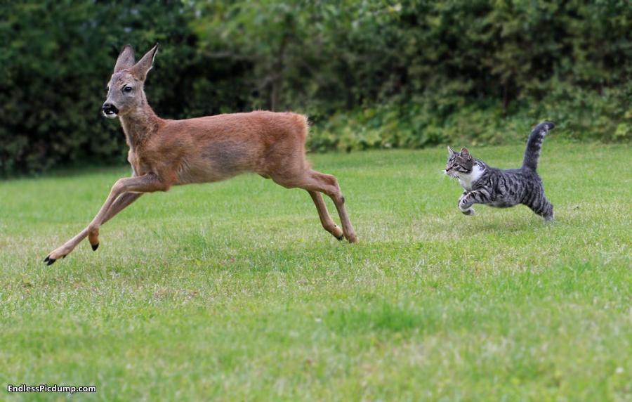 Parasites in White-tailed Deer: Disease Spread by Feral Cats