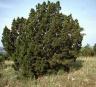 Cedar (ashe juniper)
