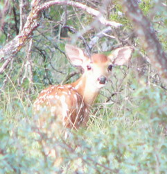 White-tailed fawn