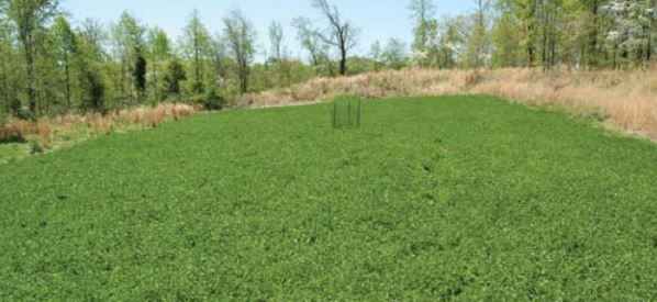 Fall and Winter Food Plots