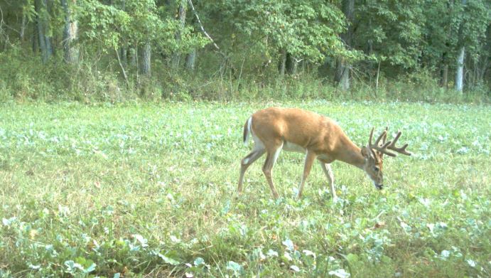Cool Season Food Plots for Deer Hunting