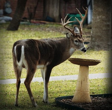 Controlling Urban Deer Overpopulation