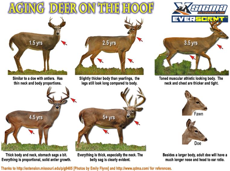 Aging Whitetail Deer Teeth Chart