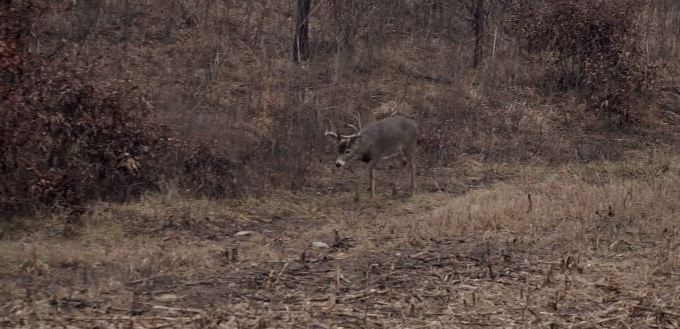 What's the Best Buck to Doe Ratio?