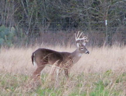 Cover Requirements for Whitetail Deer