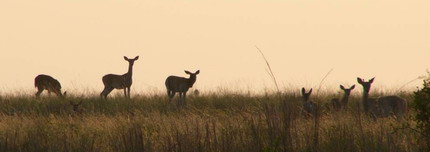 Deer Surveys and Harvest Strategy