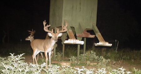 Supplemental Feeding of Whitetail Deer