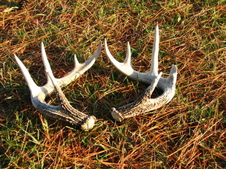 Shed deer antlers