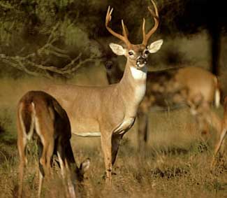 Whitetail age genetics nutrition