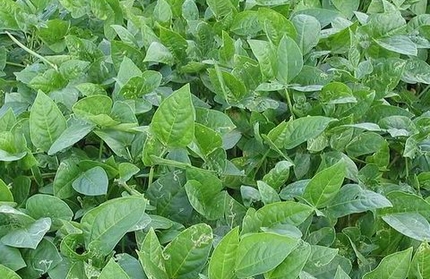 Warm-Season Food Plots Considerations