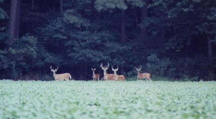 Whitetail Deer Food Plots Without Planting