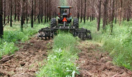 Fallow Discing for High Quality Deer Forage