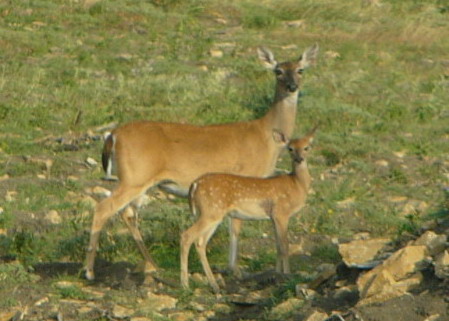 Breeding Success in white-tailed deer